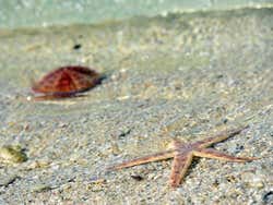 Estrela do mar na Ilha dos Cervos