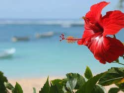 Hibiscus, uma flor típica da região