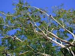Morcegos da fruta