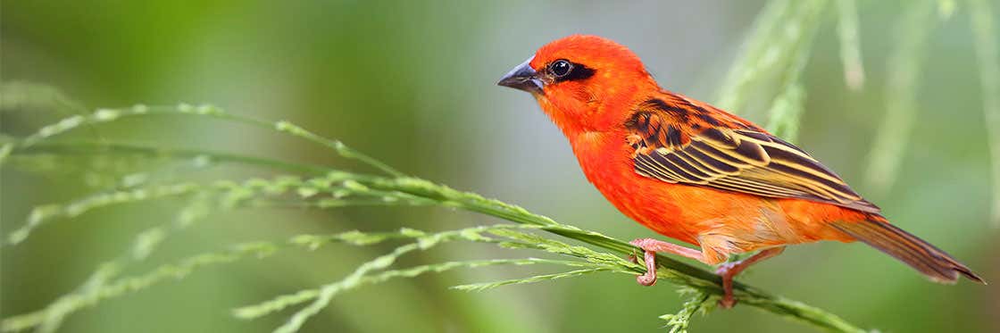 Flora e fauna das Ilhas Maurício