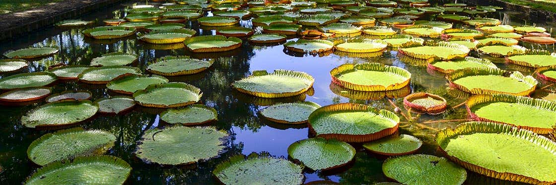 Jardim Botânico de Pamplemousses